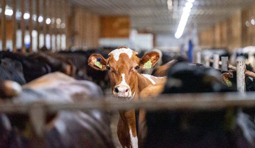 Dairy cows in a barn.